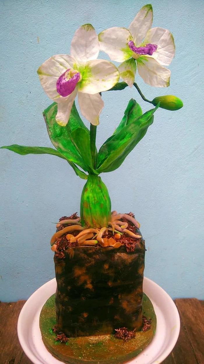 Orchid Pot Cake 