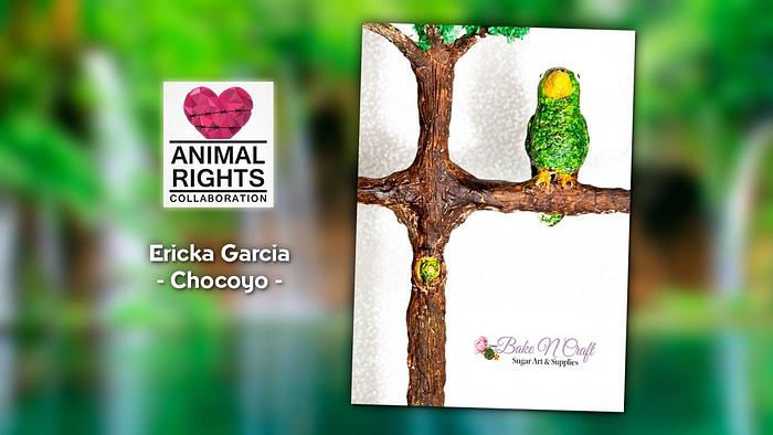 Chocoyo- Animals Right Collaboration 