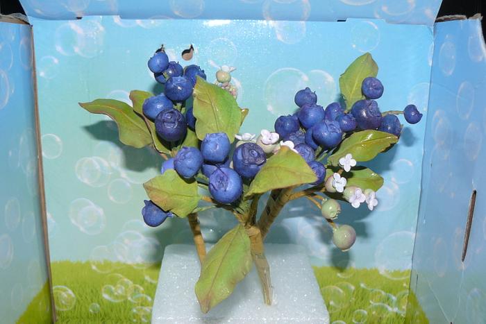 blue berries 
