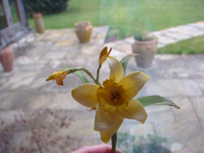 Daffodil - a Brief Guide