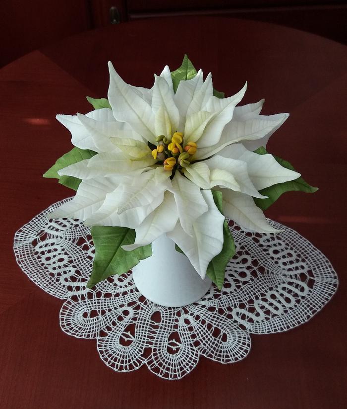 White poinsettia flower