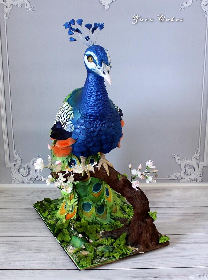 Peacock)