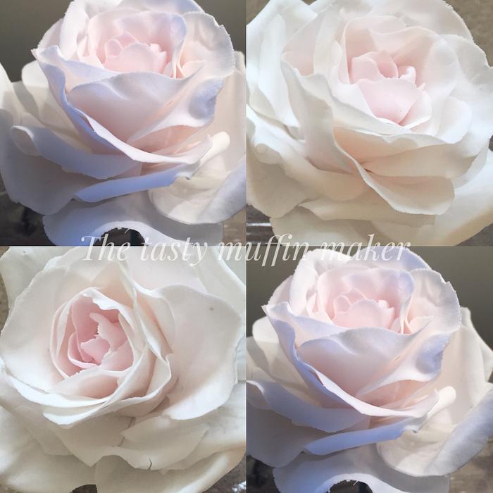 White 0’Hara rose 