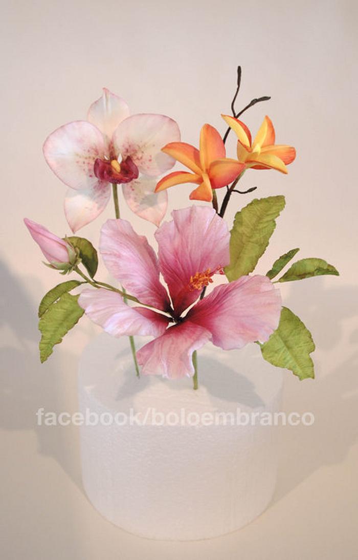 Tropical flowers - Hibiscus, Plumeria, Orchid