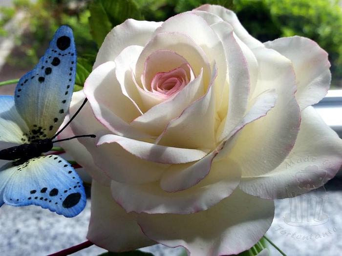 White rose with butterfly