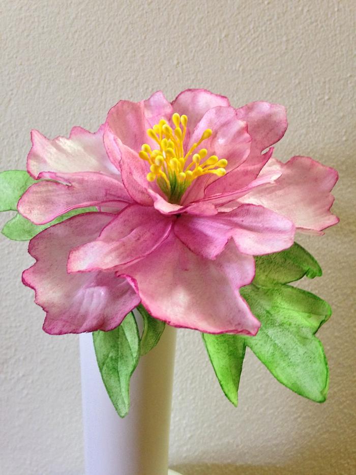 My peony in wafer paper...