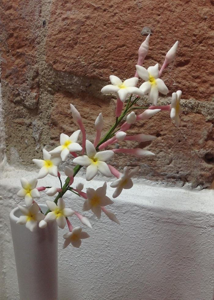 My jasmine in bloom