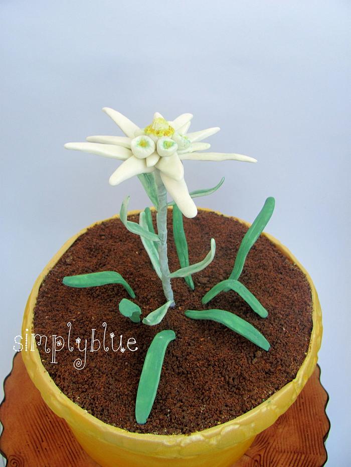 Edelweiss in pot cake - Decorated Cake by simplyblue - CakesDecor