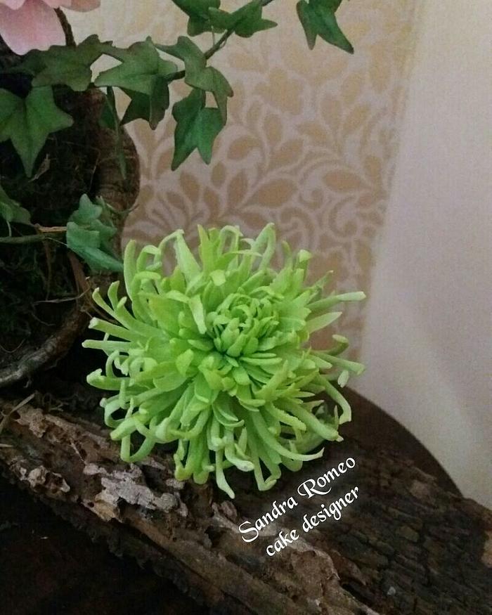 Crisantemo verde