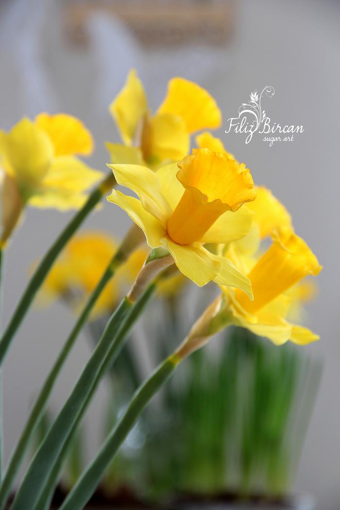 Sugar Flowers (Sugar  Daffodil)