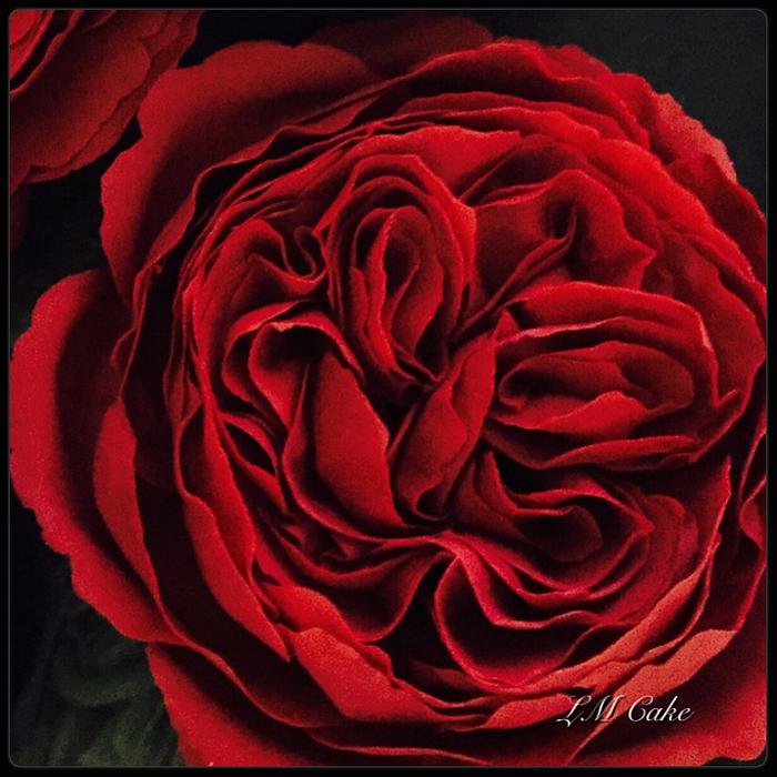 Deep Red English Style Sugar Rose