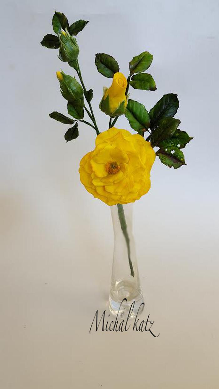 harisson yellow rose