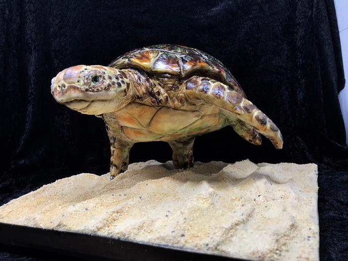 Sculpted turtle cake 