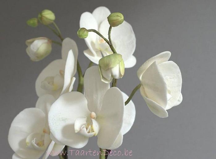 white orchids phaleanopsis moth