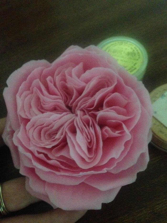 English Sugar rose 