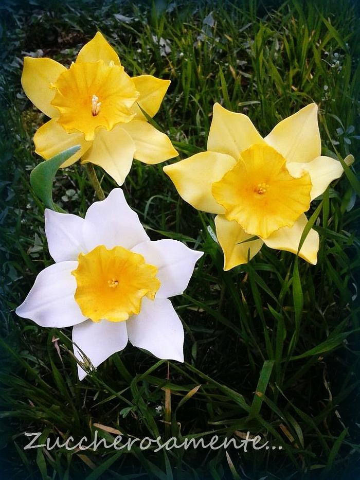 Gumpaste Daffodil
