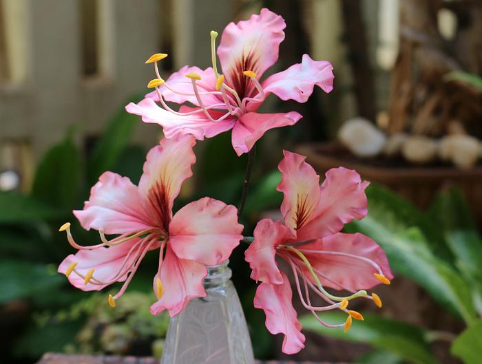 Bauhinia Flowers