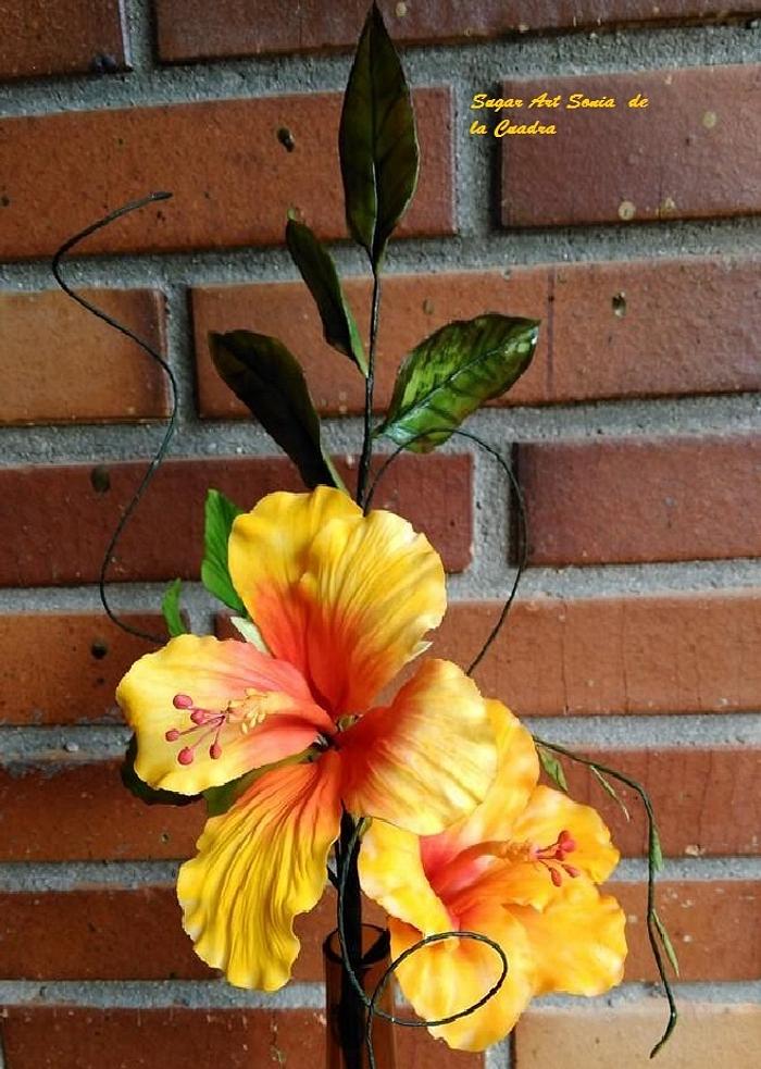 Hibiscus. Mix Technique: Chocolate and Gumpaste