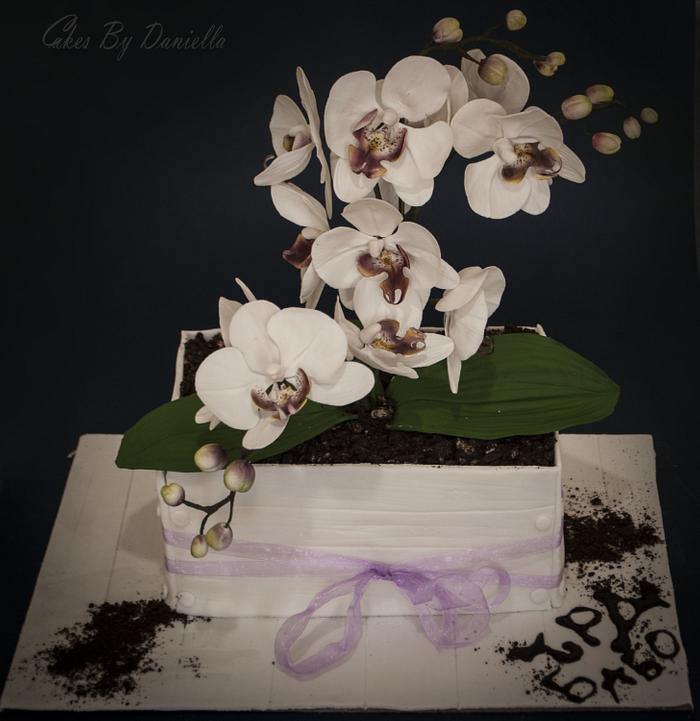 Orchid Phalaenopsis cake