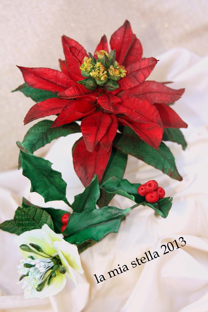 POINSETTIA