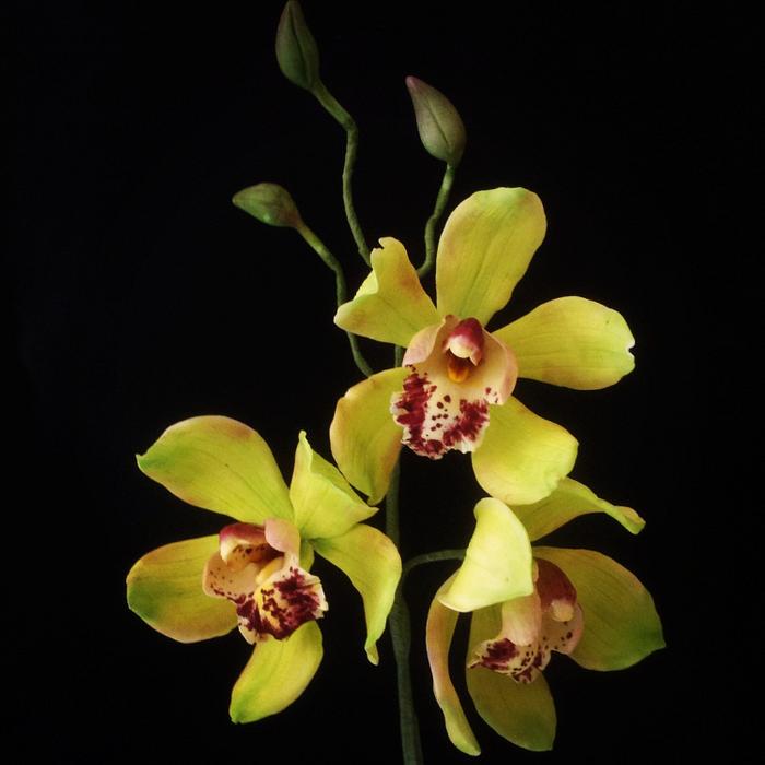 Gumpaste cymbidium orchids