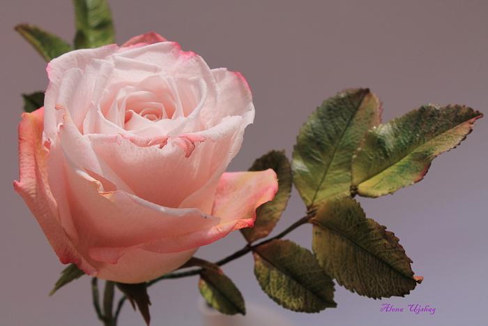 rose))