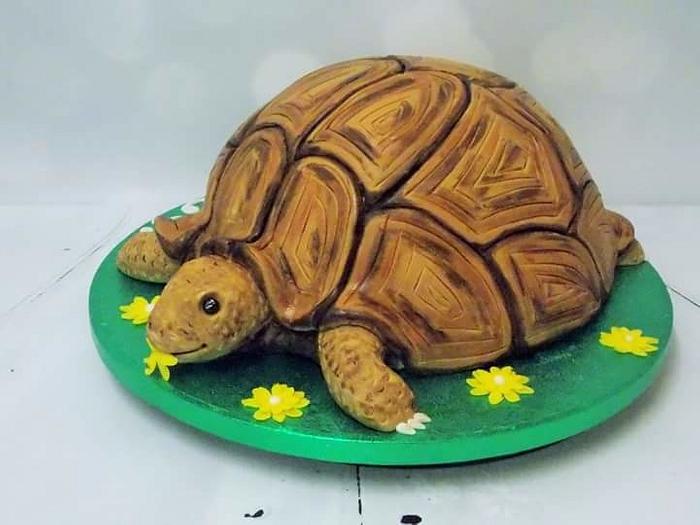 Tortoise cake