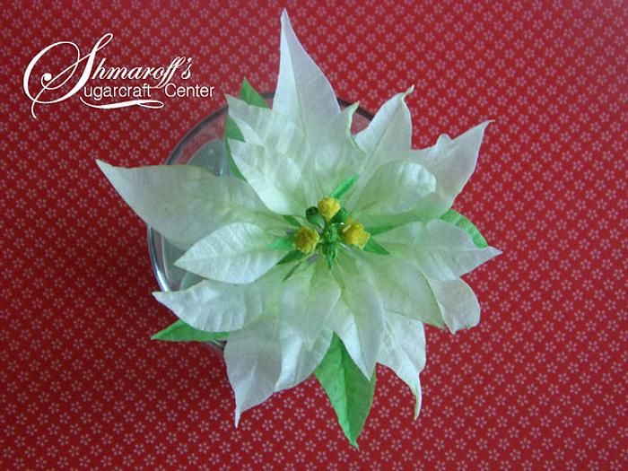 Wafer paper Poinsettia