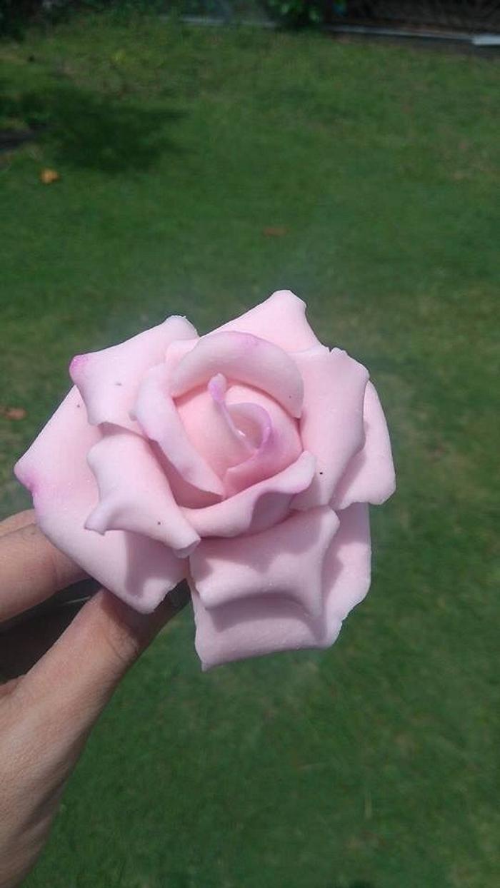 Blush Pink Sugar Rose 