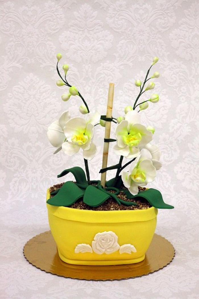 Orchid pot cake
