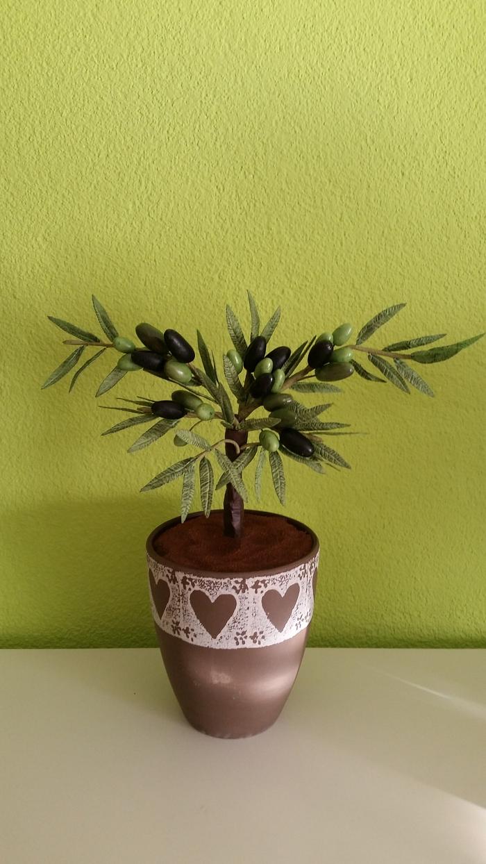 A little Olive-Tree...