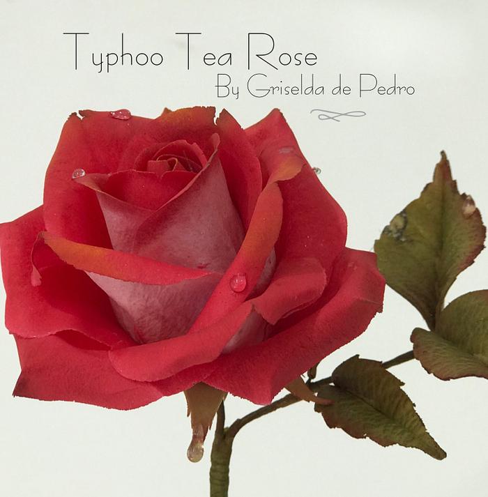 Typhoo Tea Rose 