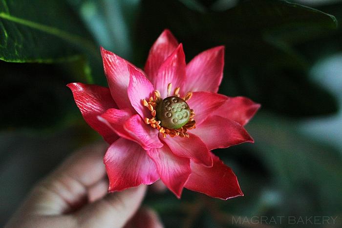 Sugar Lotus Flower