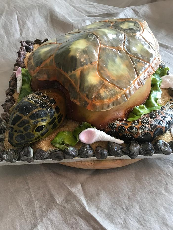 Sea turtle illusion cake