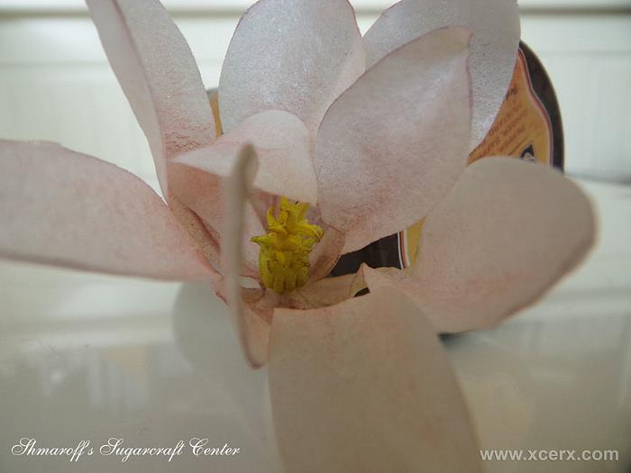 Wafer Paper Magnolia