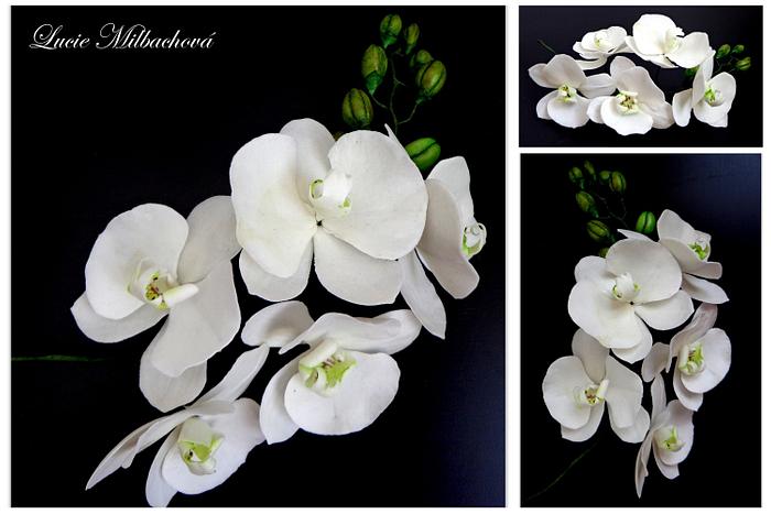 Orchid white 
