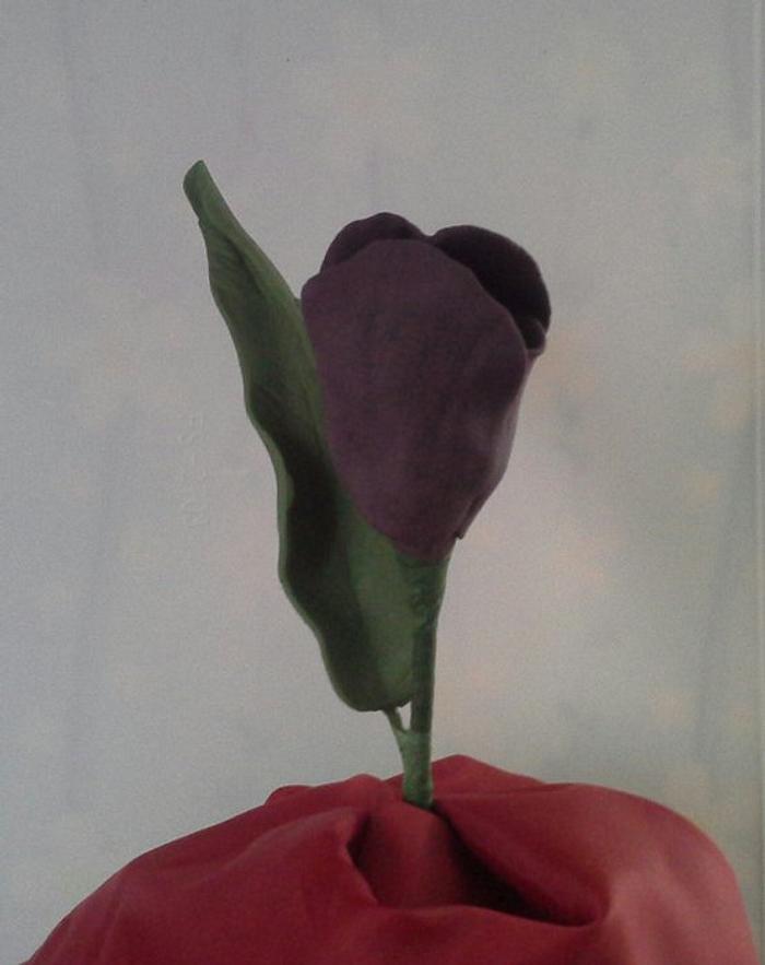 Violet Tulip