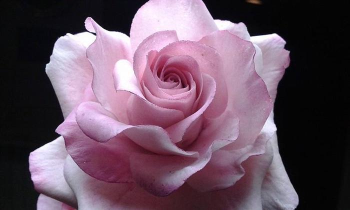 Pink rose in gumpaste