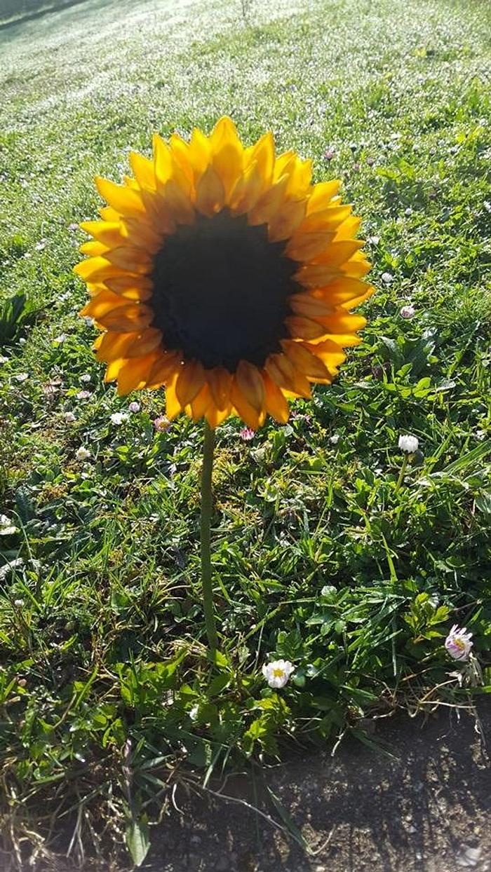 My first gumpaste Sunflower