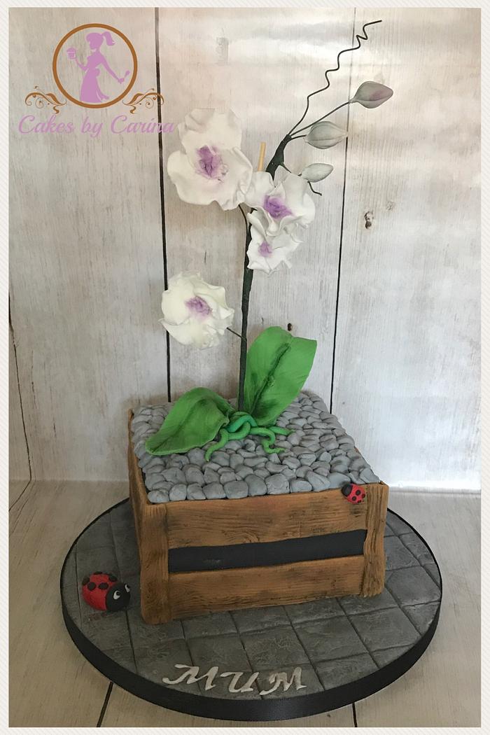 Orchid flowerpot Cake 