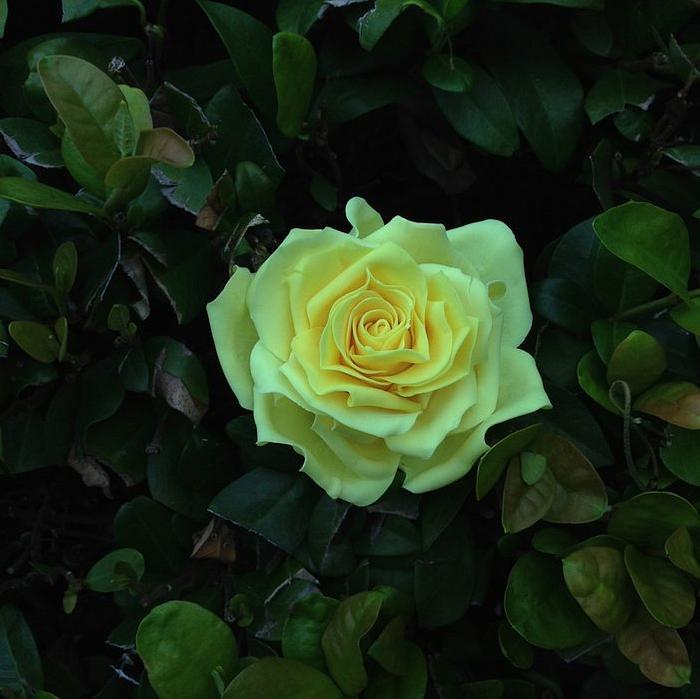 My yellow rose...