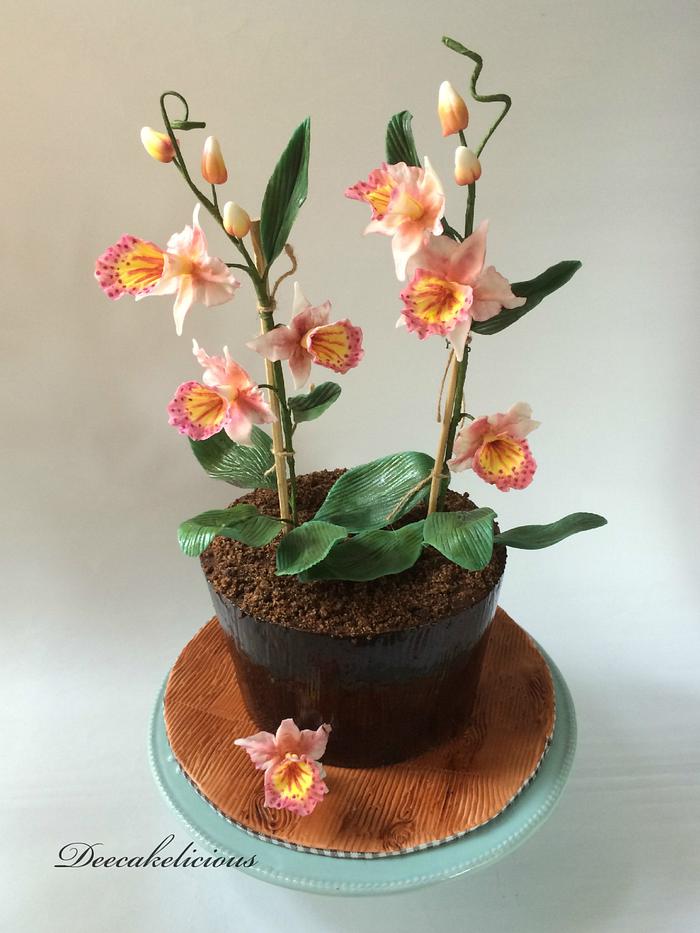Orchids in a Pot