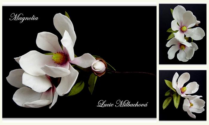 Magnolia - Flower of sugar