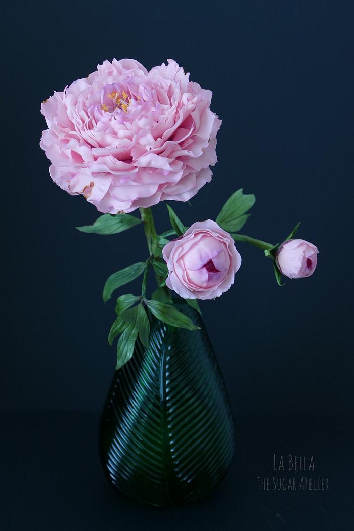 Sarah Bernhardt sugar peony