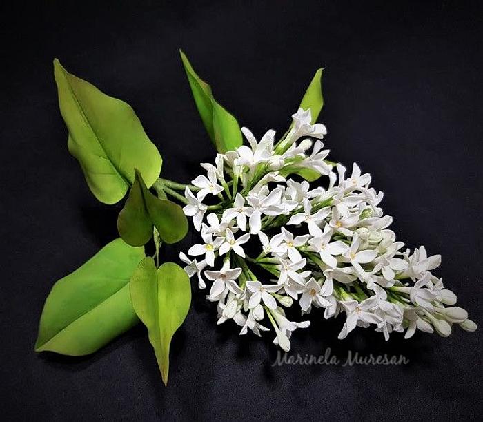 White lilac by Marinela Muresan