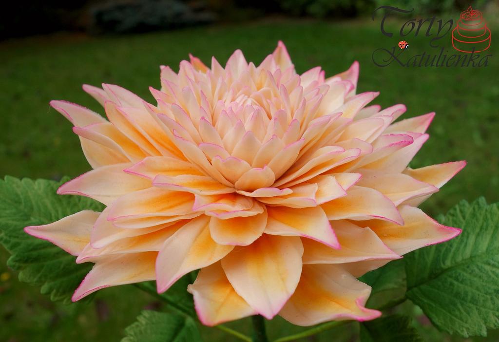Fondant Dahlia Flower Cake by Cakes by Katulienka CakesDecor