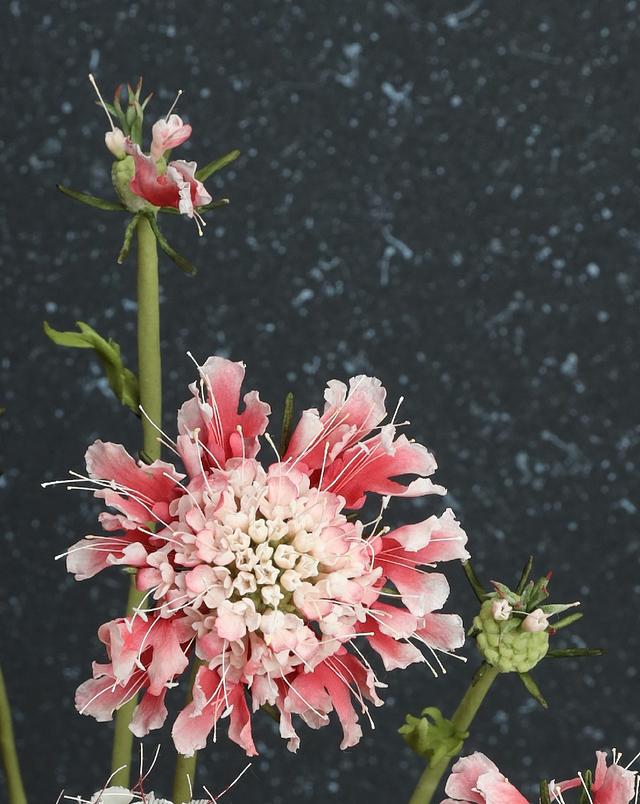 Scabiosa Sugar Flower 
