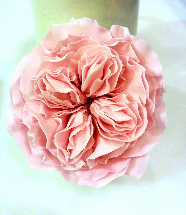 David Austin rose Cake by Icing to Slicing CakesDecor