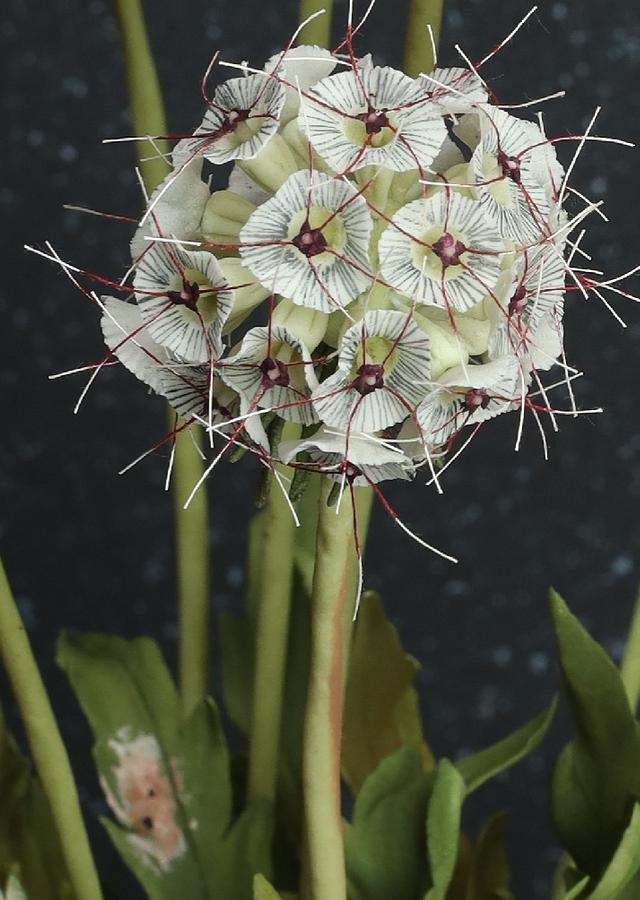 Scabiosa Sugar Flower 
