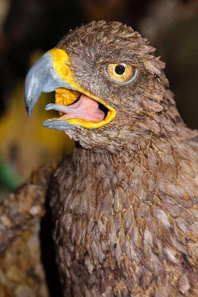 Gordon the Grumpy Golden Eagle